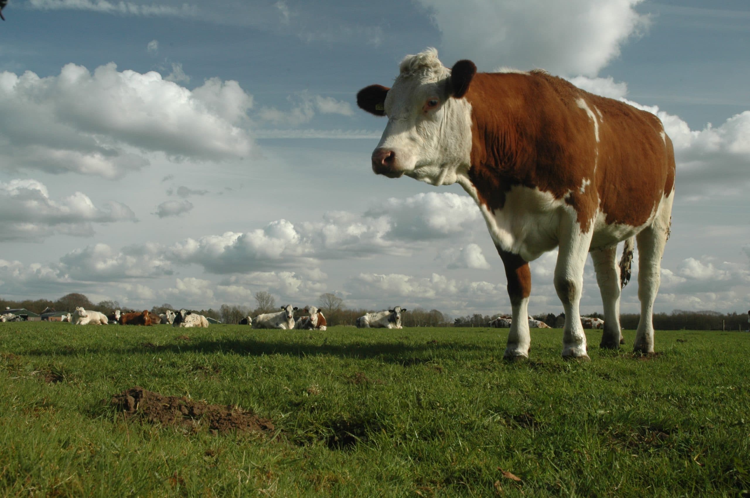 De Zeegster Hoeve